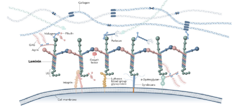 基底膜结构核心蛋白Laminin