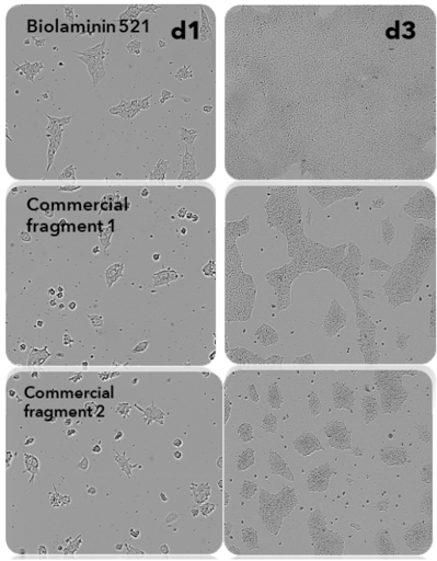 Biolaminin 521促iPSC增殖提高产量