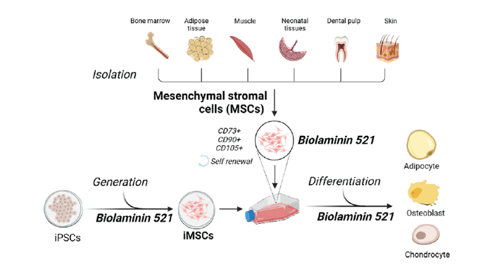 Biolaminin 521支持iMSC生成增殖和分化
