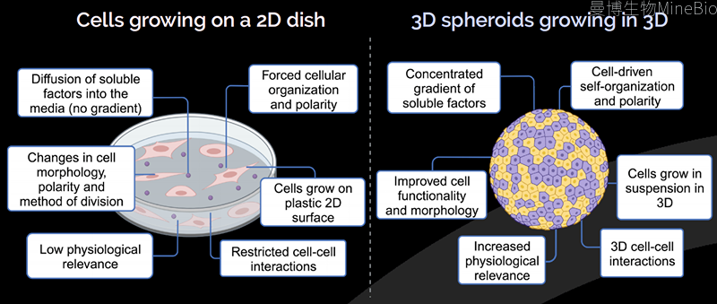 Gri3D通过水凝胶微孔阵列实现细胞聚集和3D微组织形成 Gri3D通过水凝胶微孔阵列实现细胞聚集和3D微组织形成