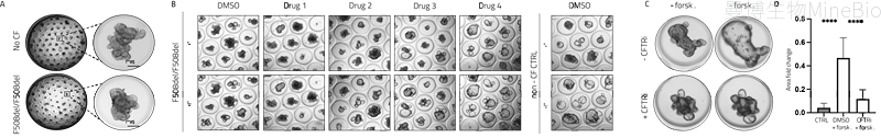 Gri3D上患者来源直肠类器官用于CFTR调节剂功能评价 Gri3D上患者来源直肠类器官用于CFTR调节剂功能评价