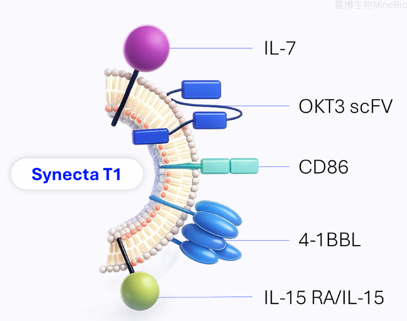 Synecta T1的结构示意图