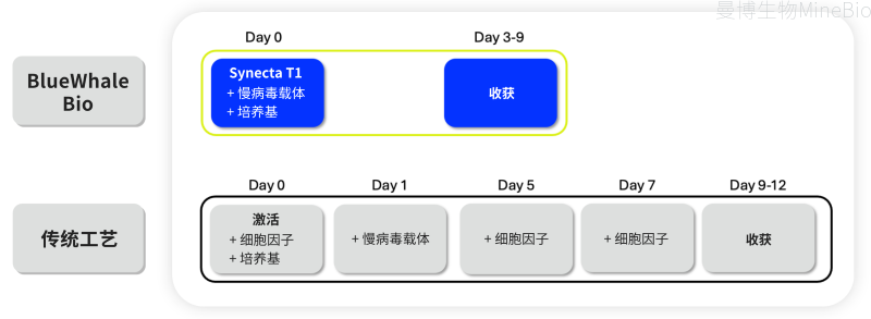 Synecta T1与传统方法激活T细胞的步骤示意图