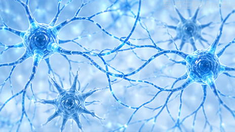 相互连接的神经细胞网络：神经科学研究