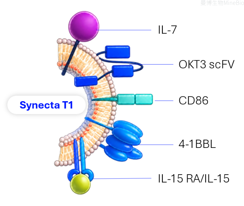1792458861847570.png Synecta T1结构示意图—202610更新.png