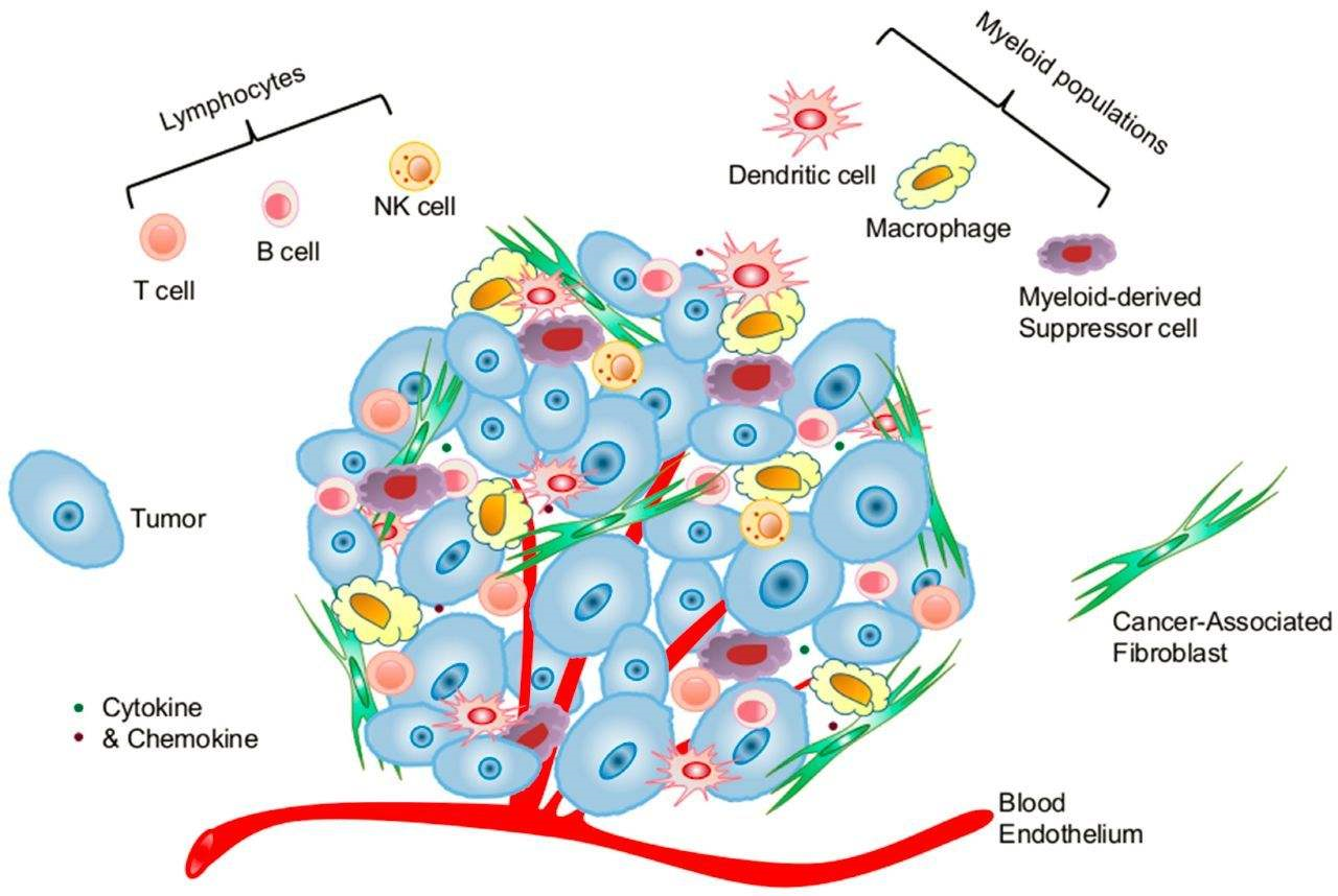 cancer cell line肿瘤细胞库_上海曼博生物医药科技有限公司