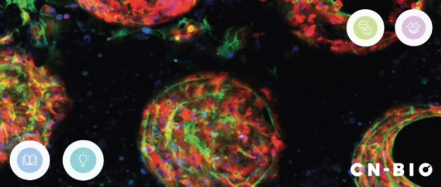 CN-Bio器官芯片系统应用：药物毒理学评价
