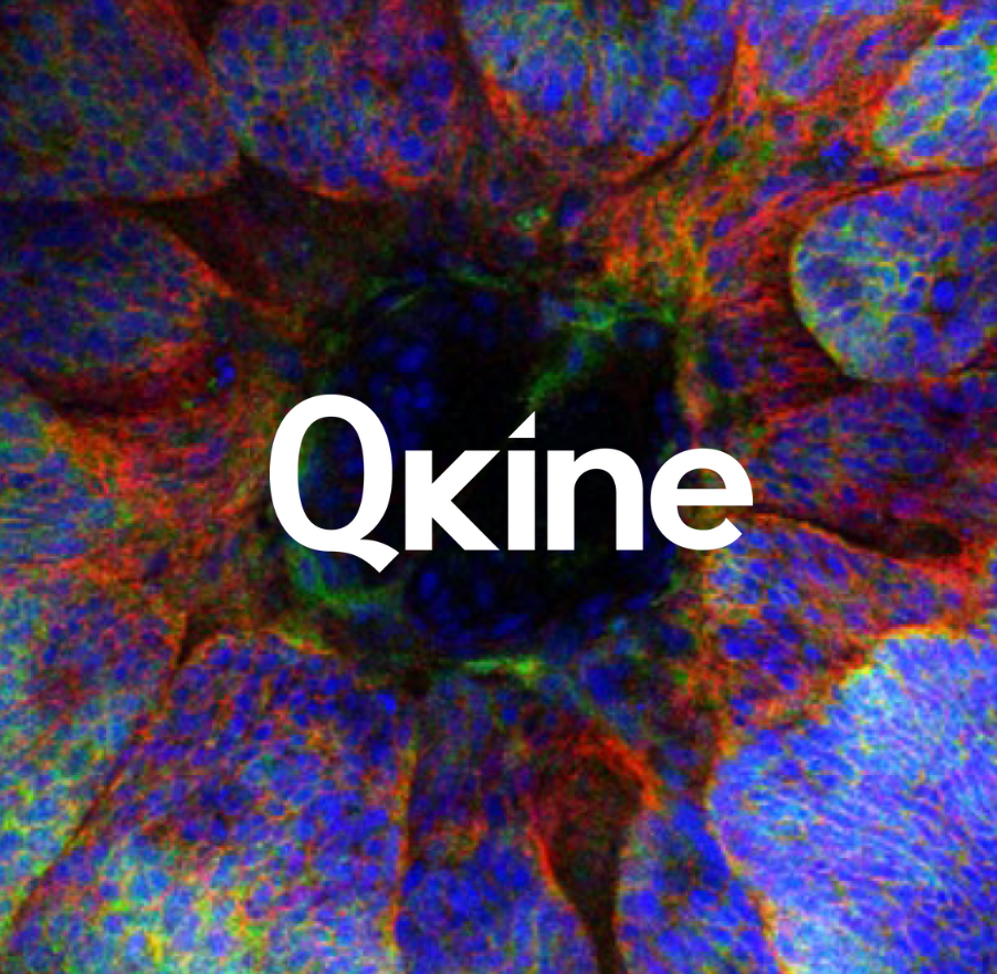 Qkine用于类器官培养的生长因子（上）