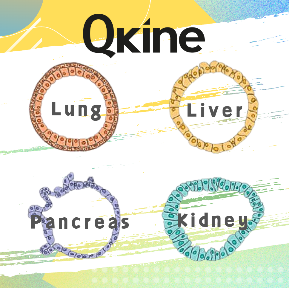 Qkine--用于类器官培养的生长因子（下）
