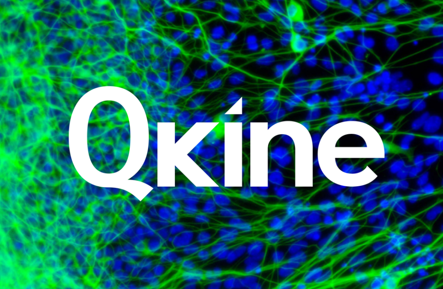 QKine--用于神经干细胞和脑神经类器官培养的营养因子（上）
