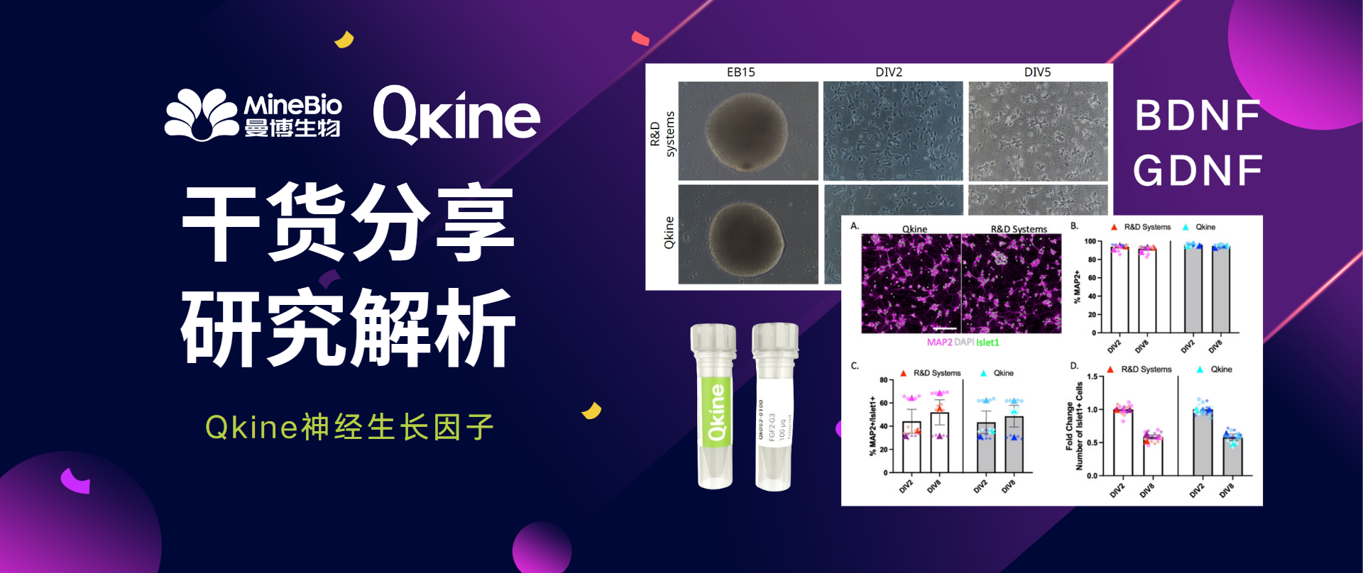 Qkine神经生长因子：增强iPSC衍生的神经元培养