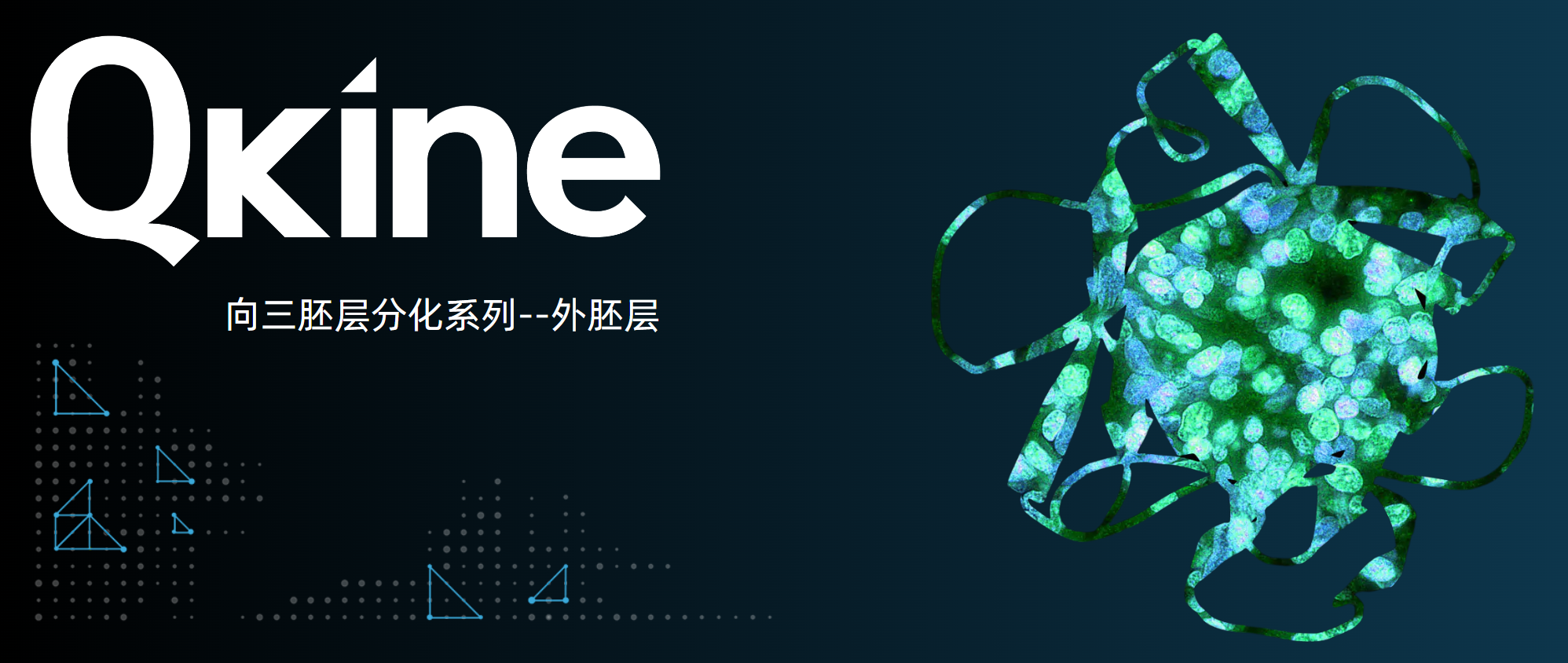 Qkine细胞因子：iPSC向三胚层分化系列--外胚层