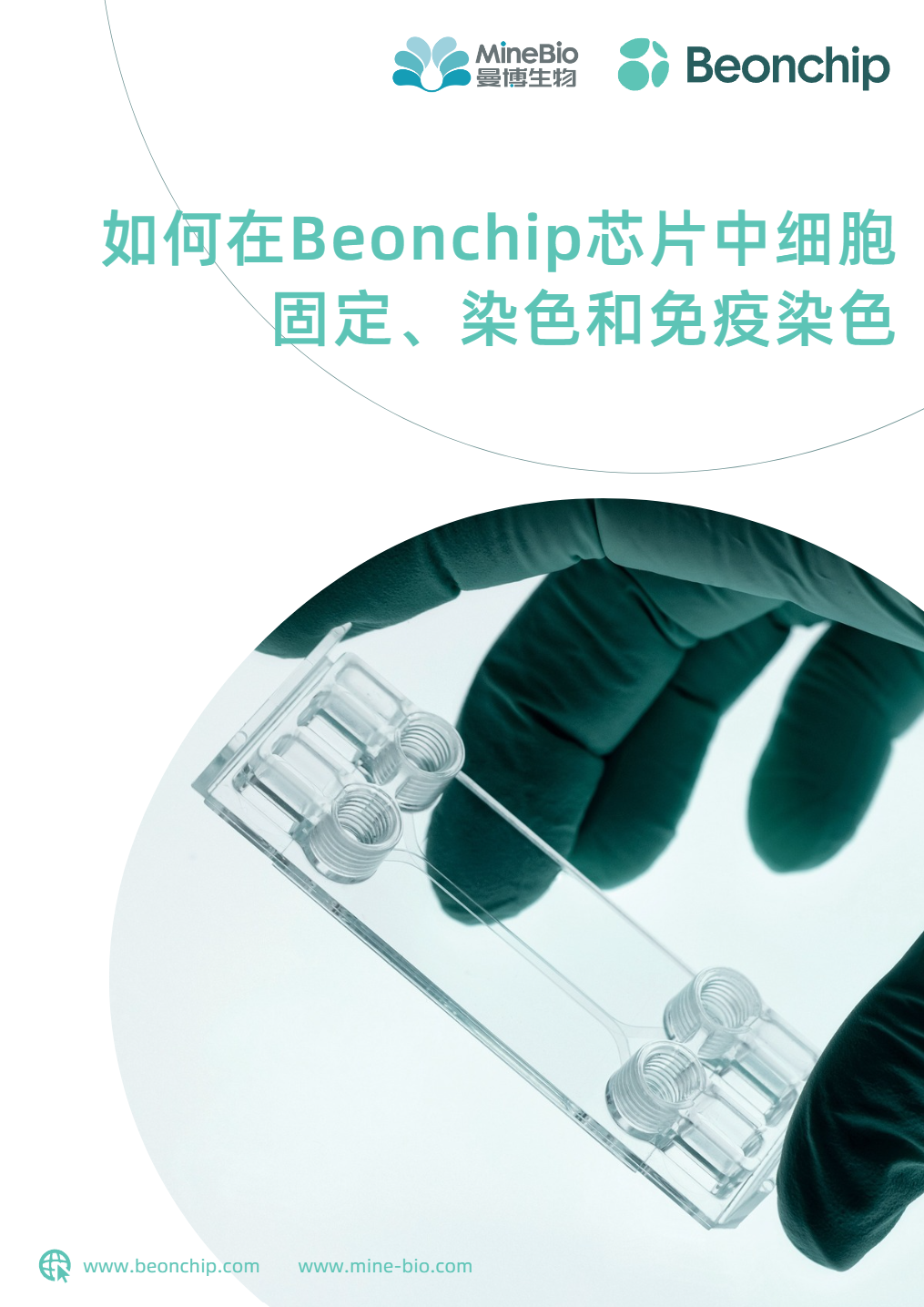 如何在 Beonchip 芯片中细胞固定、染色和免疫染色