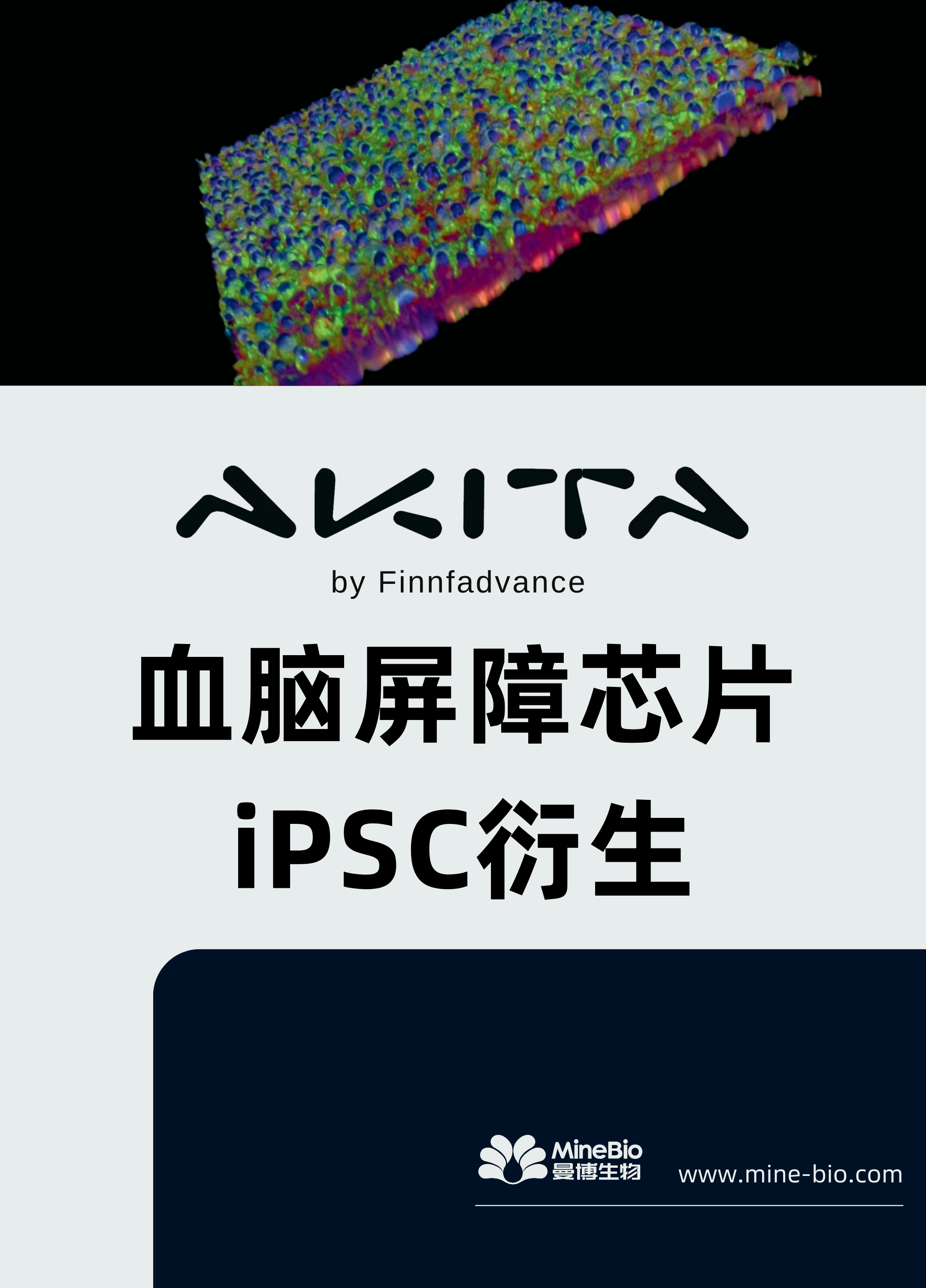 血脑屏障芯片iPSC衍生