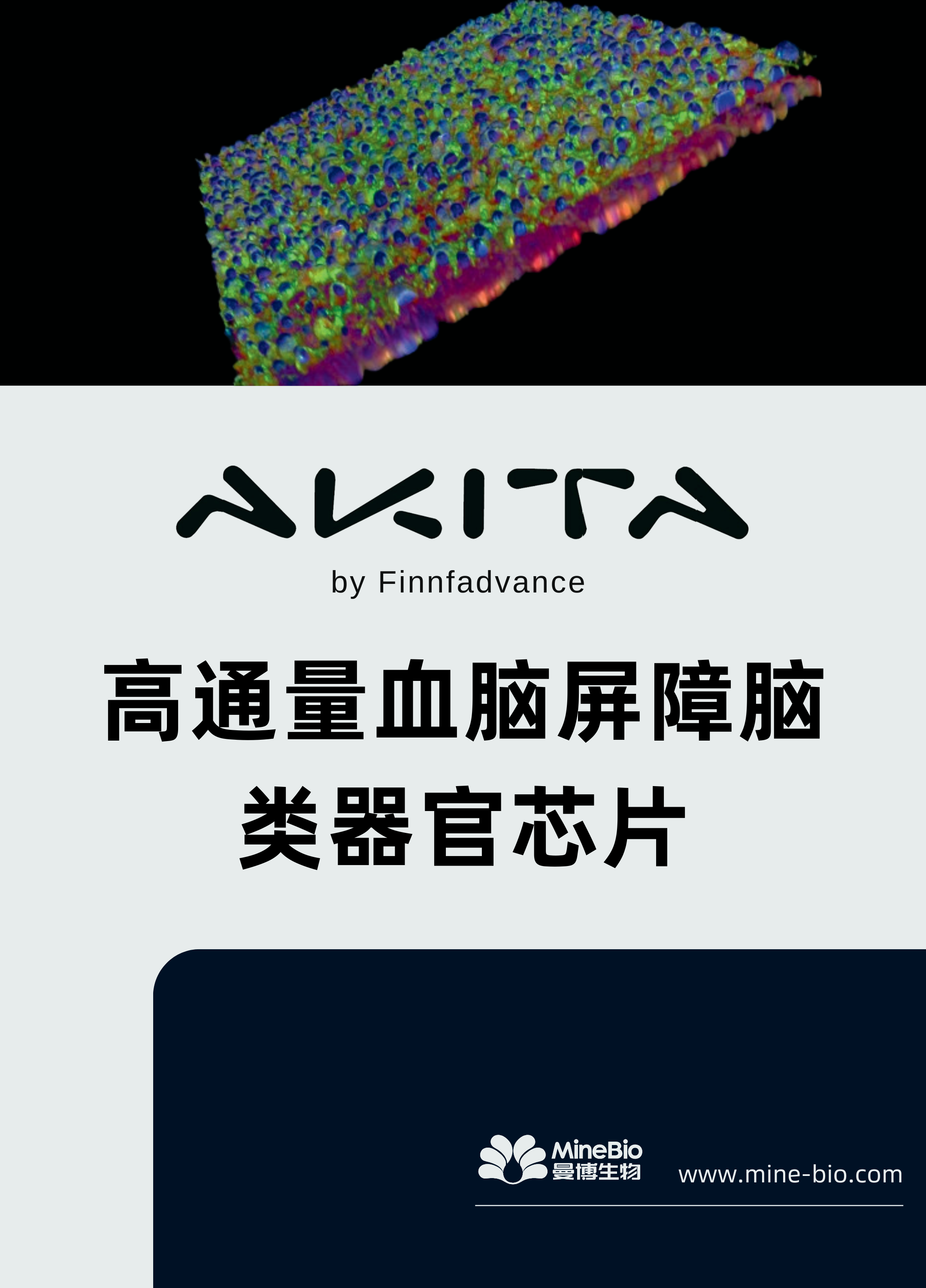 高通量血脑屏障脑类器官芯片
