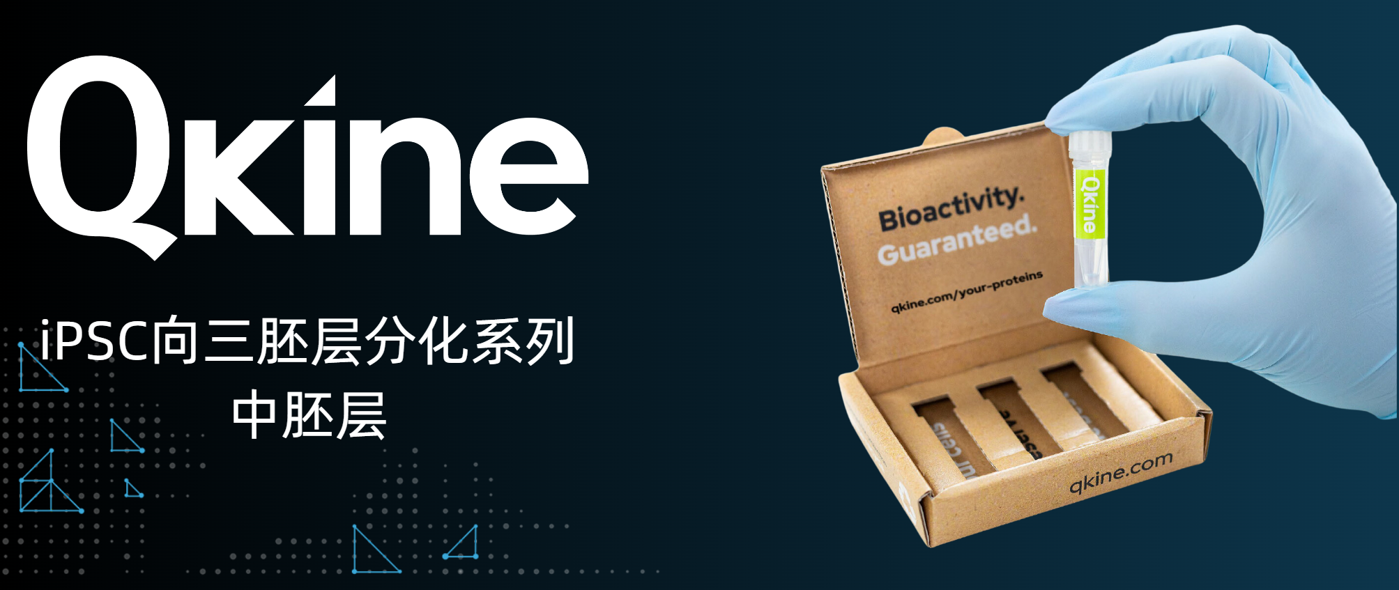 Qkine细胞因子：iPSC向三胚层分化系列--中胚层