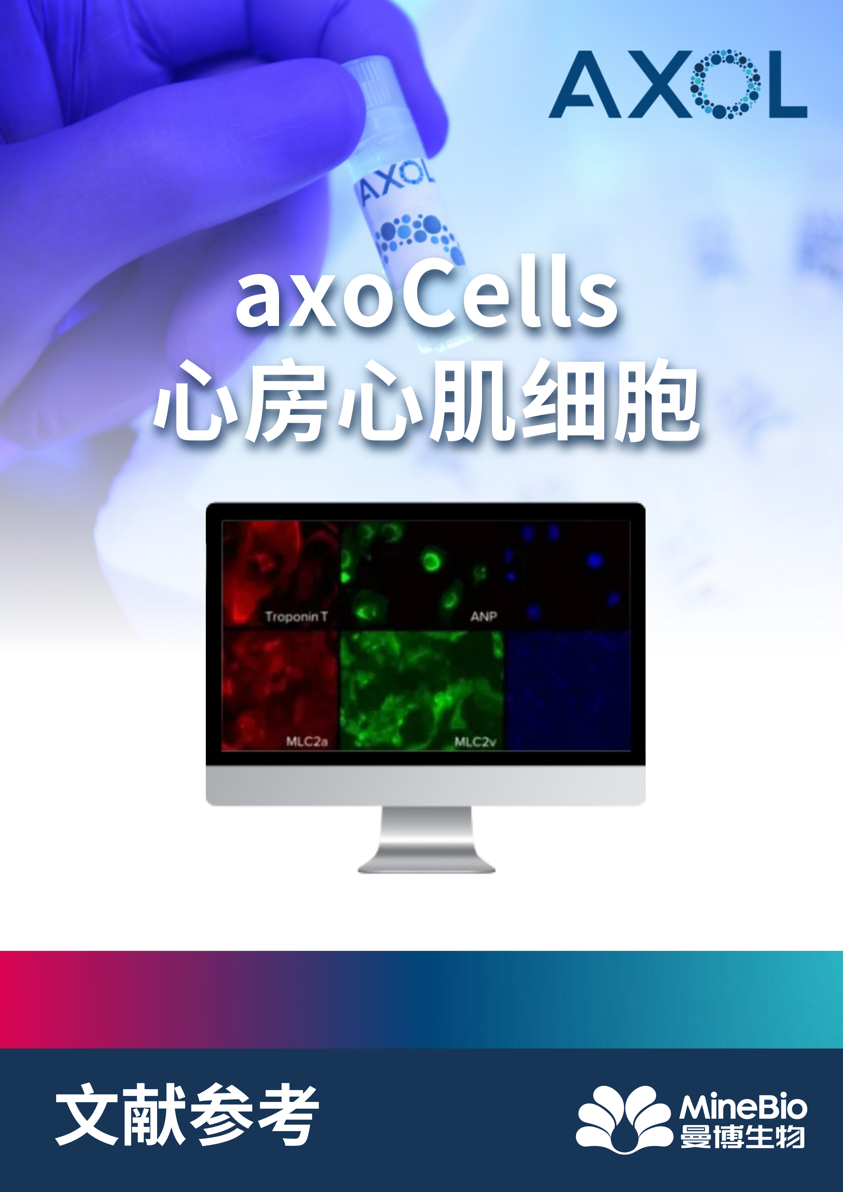 文献参考-axoCells心房心肌细胞