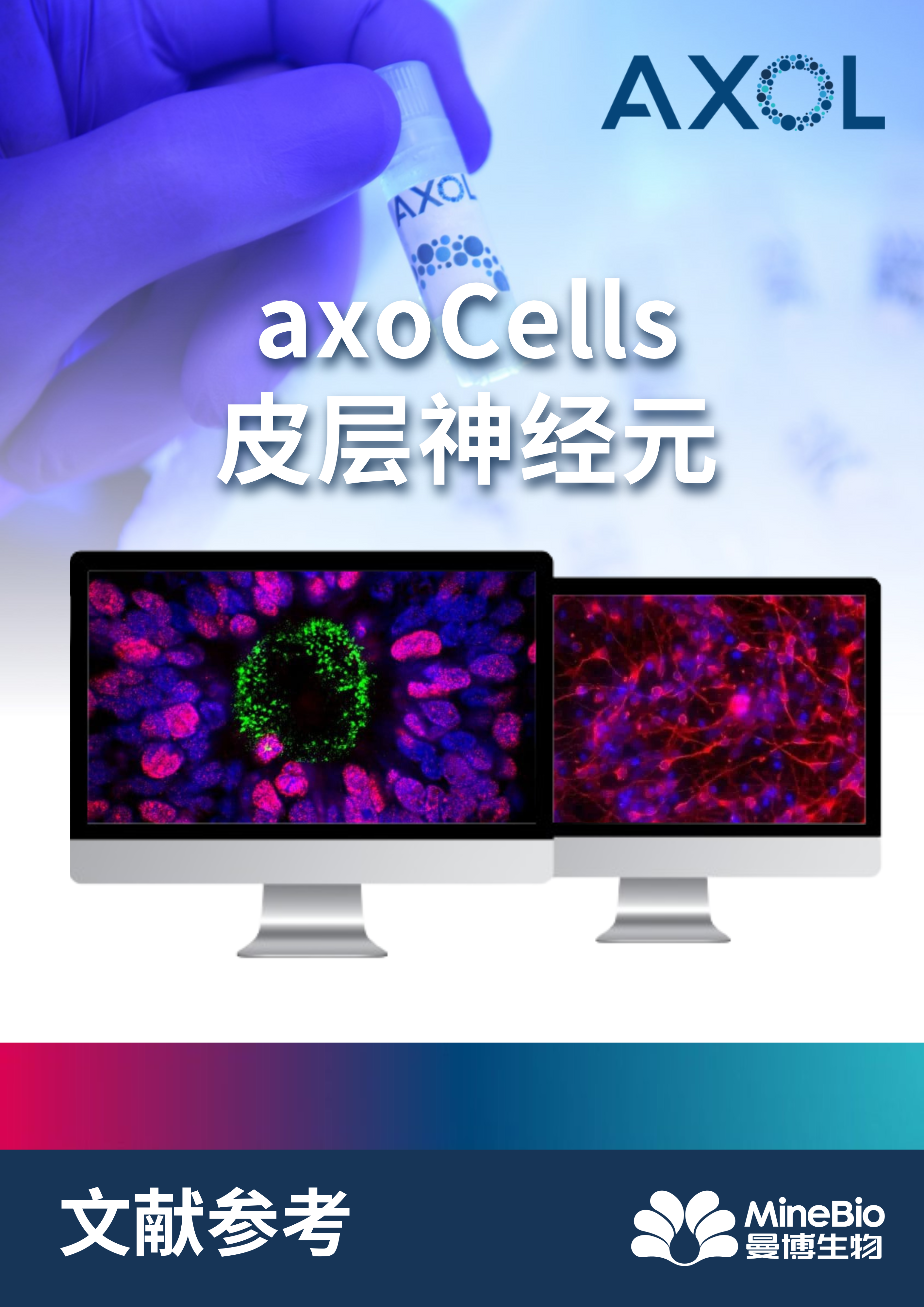 文献参考-axoCells皮层神经元
