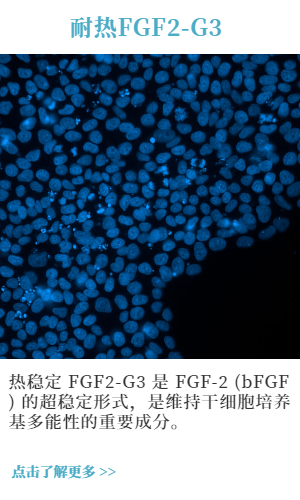 耐热FGF2-G3 (1).png