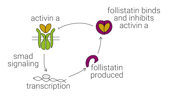 卵泡抑素抑制激活素activin-A