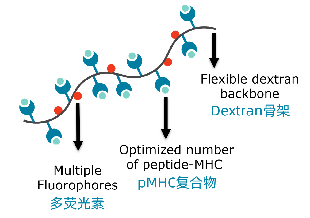 Immudex Dextramer助力流氏细胞术或单细胞多组学研究