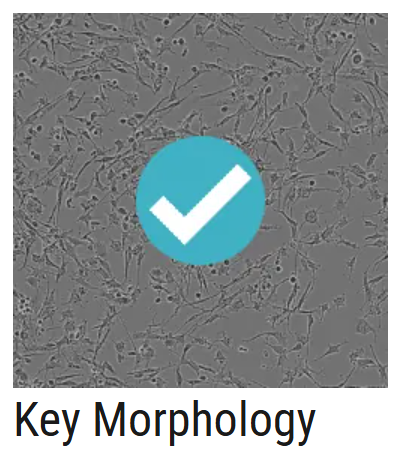 AXOL Key Morphology