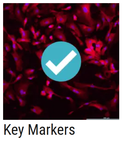 AXOL Key Markers