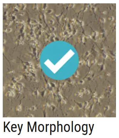 AXOL Key Morphology