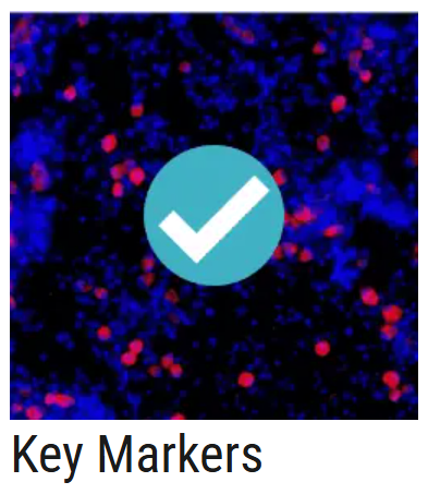 AXOL Key Markers