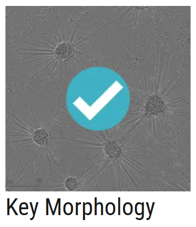 AXOL Key Morphology