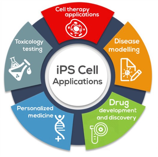 iPSC_iPS Cell Applications