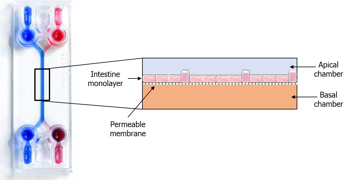 使用BE-Doubleflow构建的肠道模型