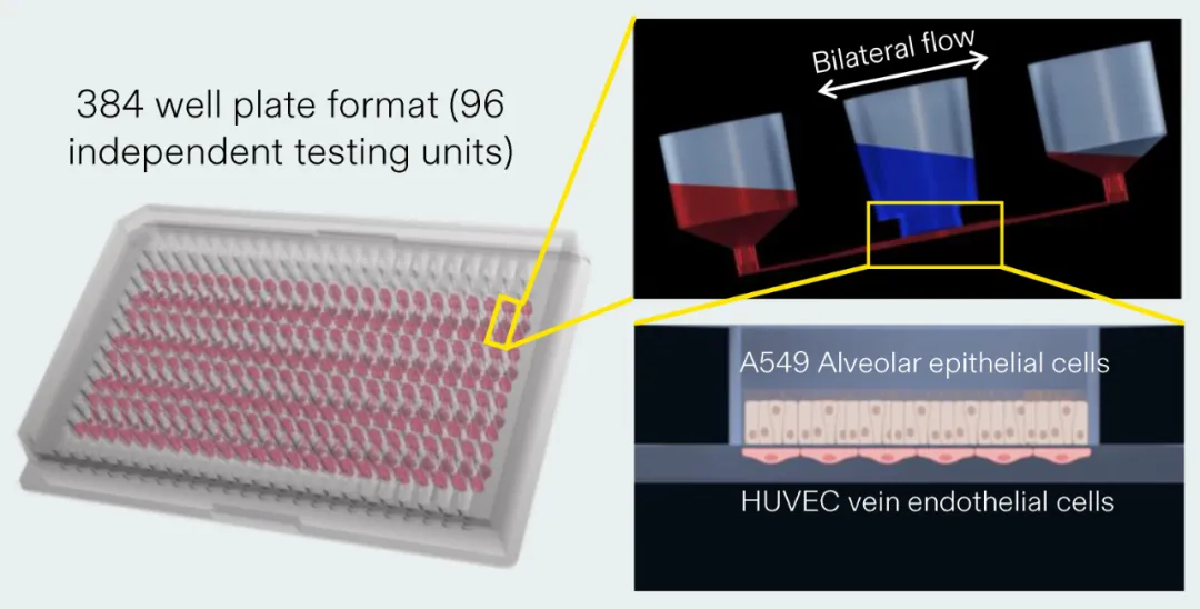 使用AKITA plate构建的Lung-on-a-chip