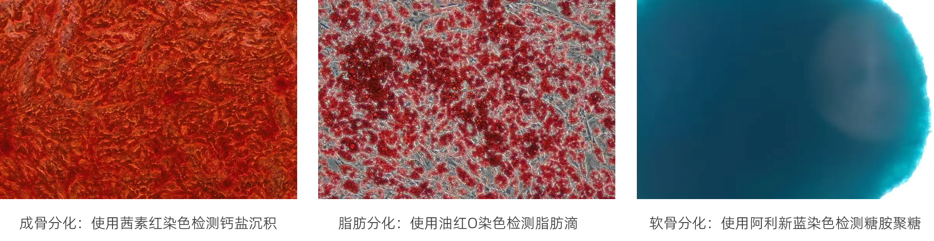 MSC-分离鉴定