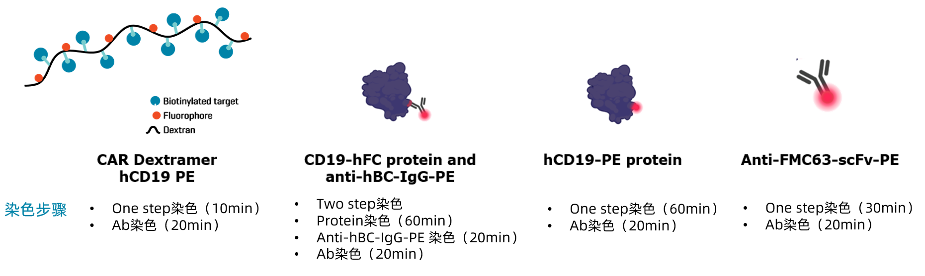 使用CAR Dextramer hCD19检测和基准化CD19 CAR-T细胞