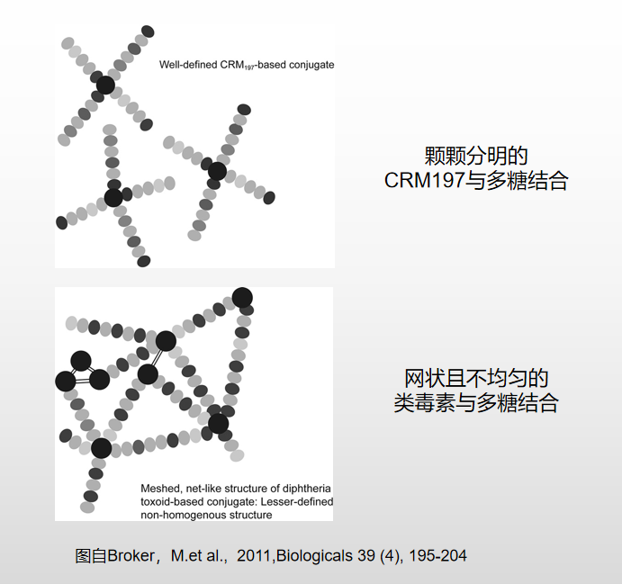 CRM197与白喉类毒素结合结构对比 CRM197与白喉类毒素结合结构对比