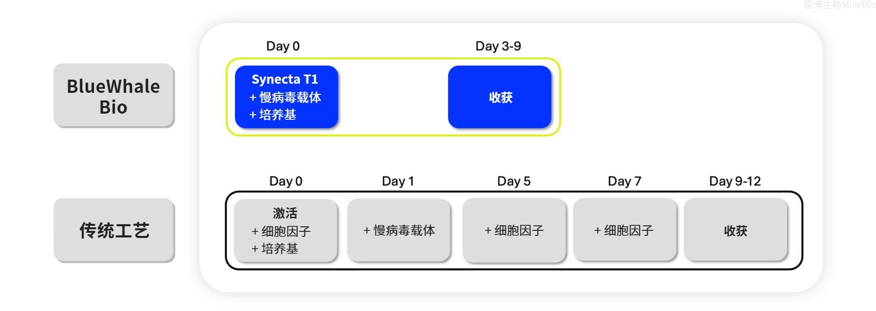 Synecta T1与传统方法激活T细胞的步骤示意图 Synecta T1与传统方法激活T细胞的步骤示意图