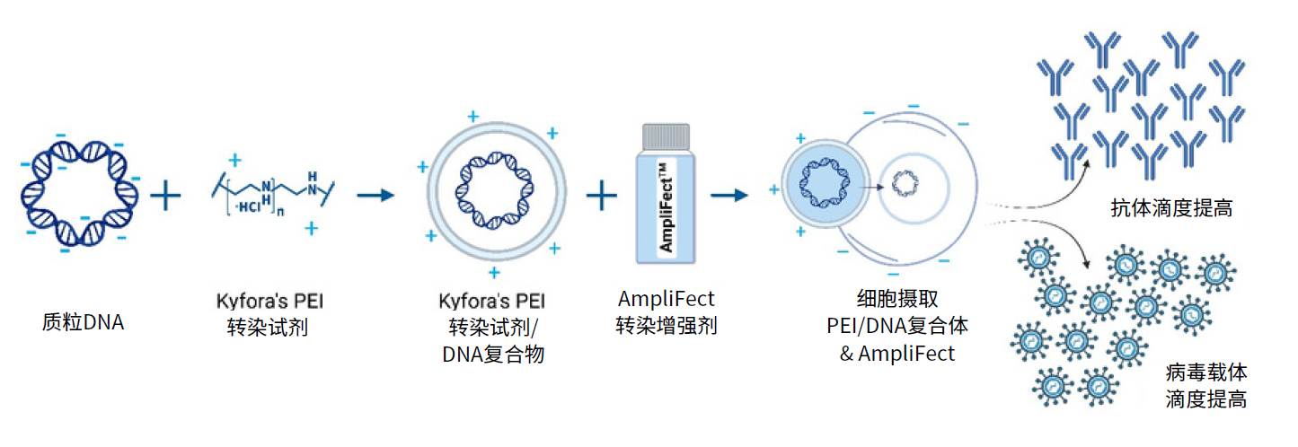 AmpliFect转染增强剂产品流程图