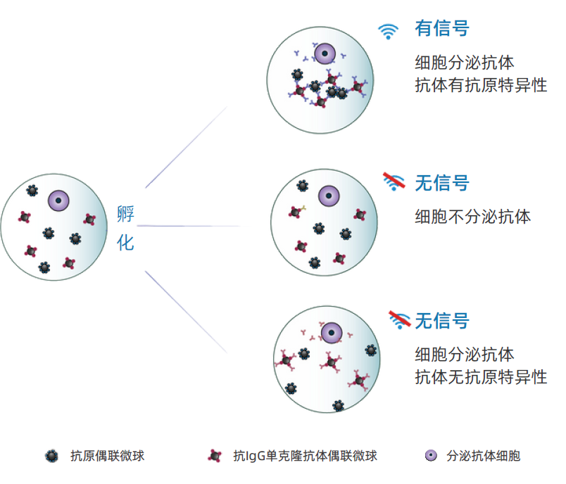 高通量单细胞筛选系统检测原理