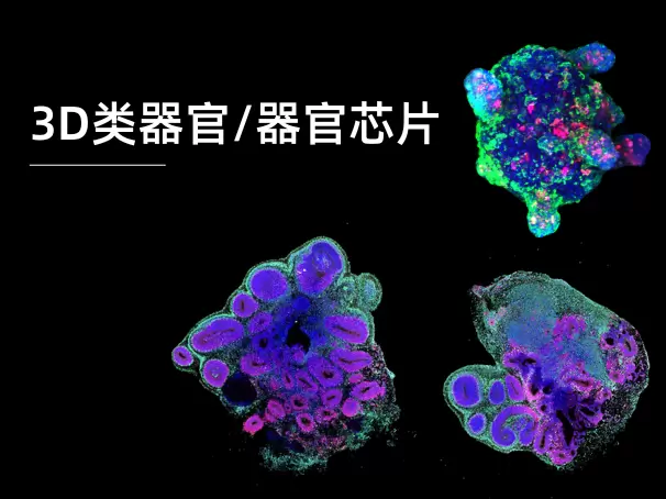 3D类器官/器官芯片