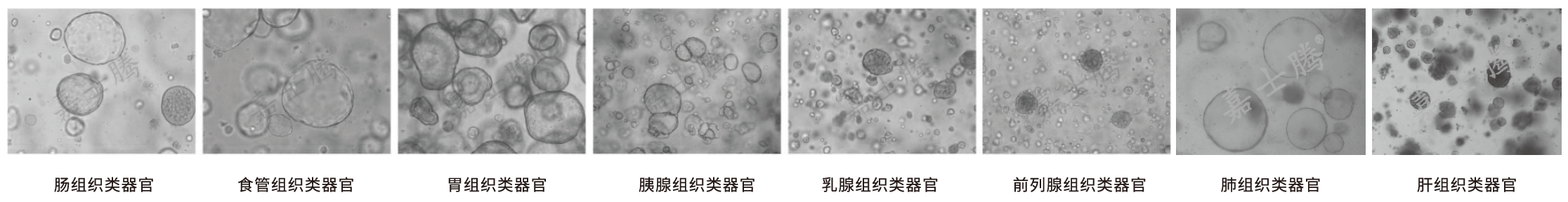 正常组织类器官