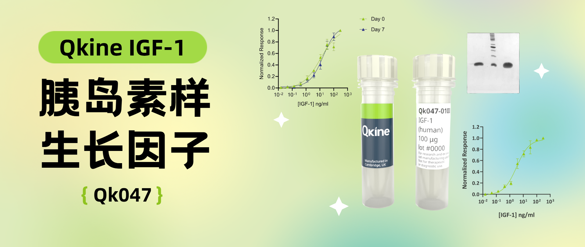Qkine | IGF-1（Qk047）胰岛素样生长因子