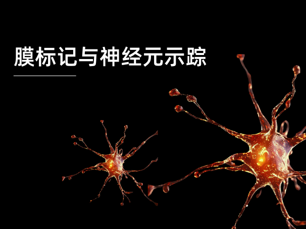 膜标记与神经元示踪