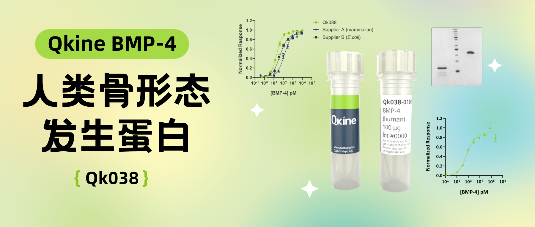 Qkine细胞因子｜BMP-4 (Qk038) 骨形态发生蛋白-4