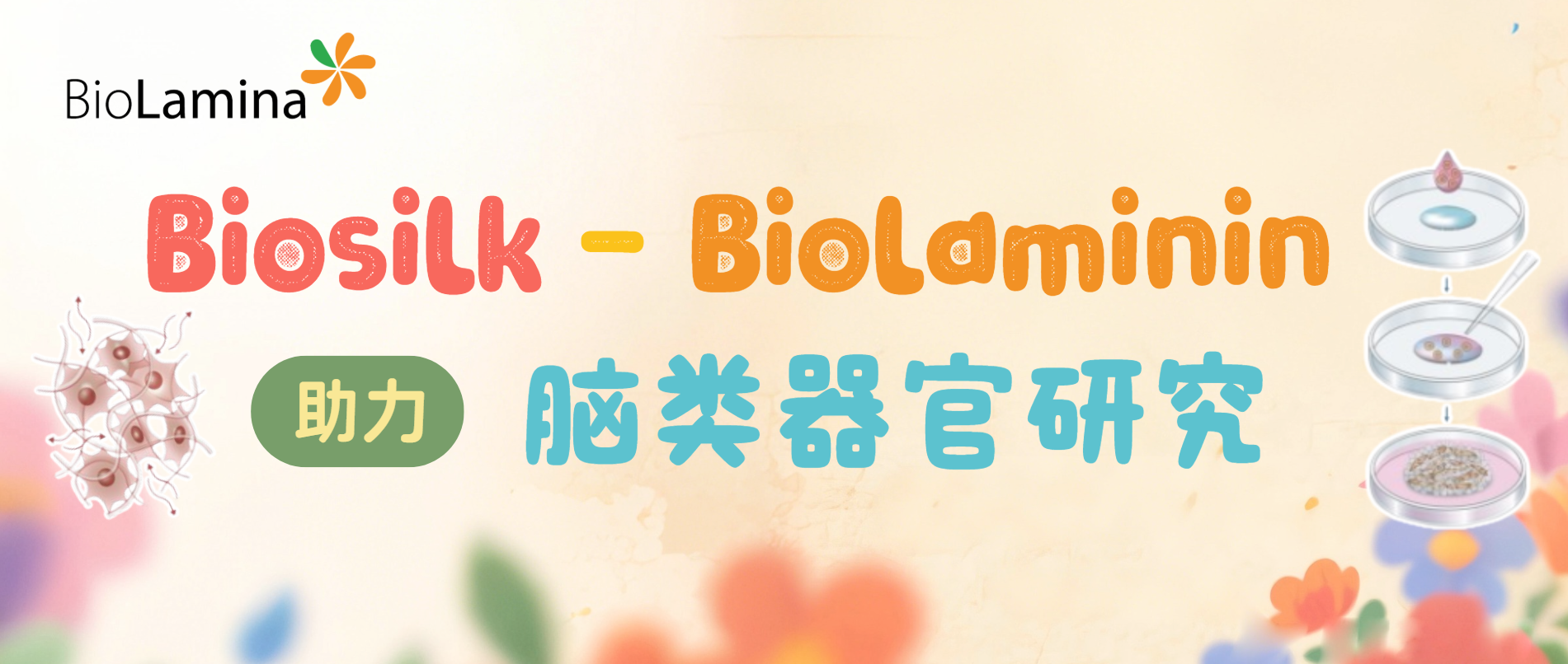 3D培养应用：重组层粘连蛋白蛛丝支架Biosilk-Biolaminin助力脑类器官研究