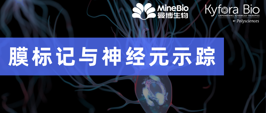 Polysciences膜标记与神经元示踪