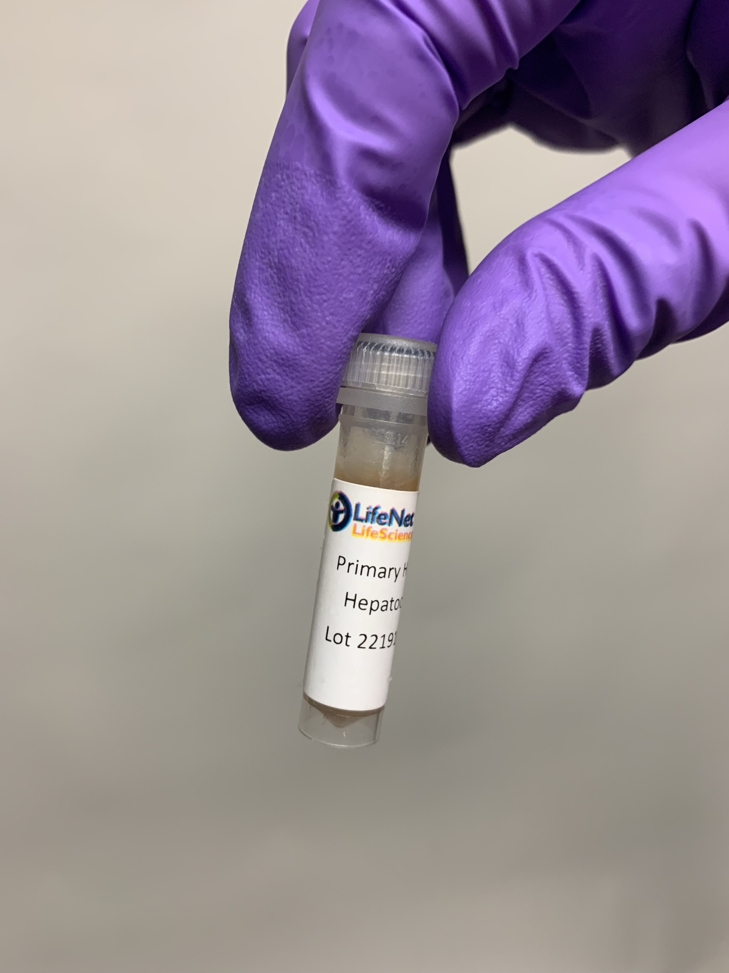 经验证人原代肝细胞