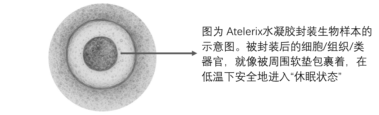 Atelerix水凝胶保存类器官