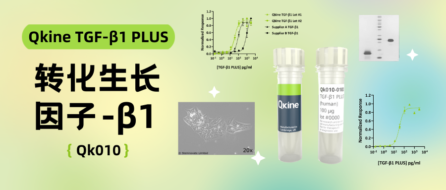 Qkine细胞因子｜TGF-β1 PLUS (Qk010) 转化生长因子-β1