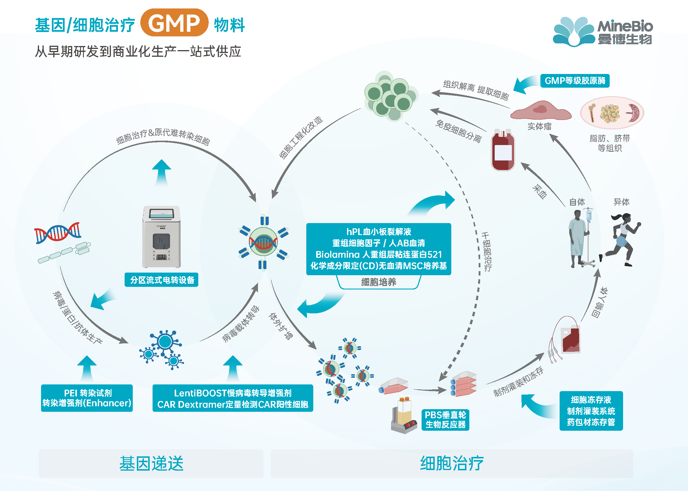 CGT细胞基因治疗流程图